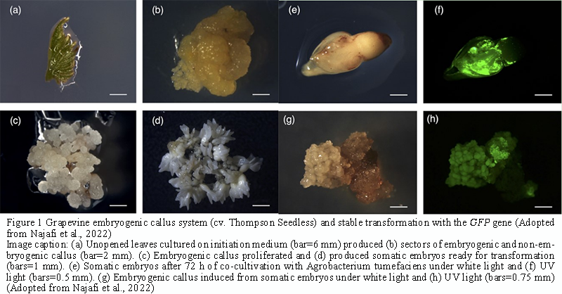 Key Genes Regulating Fruit Size and Sugar Content in Grapevine | Huang ...
