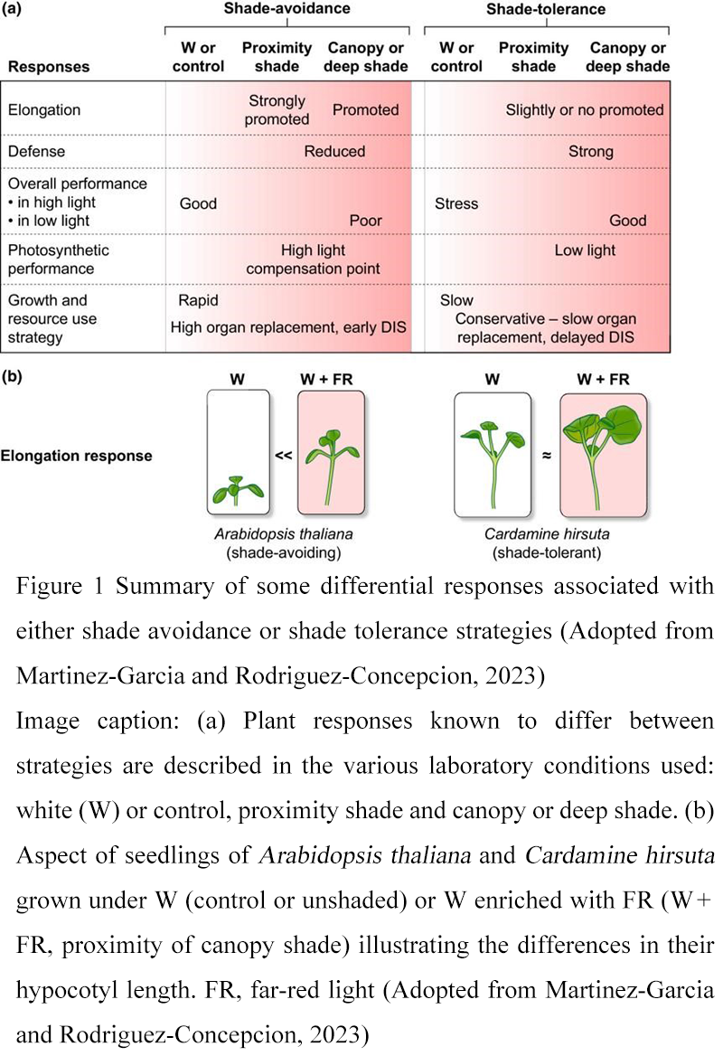 Regulation of Light Environment and Growth Response of Understory Crops ...