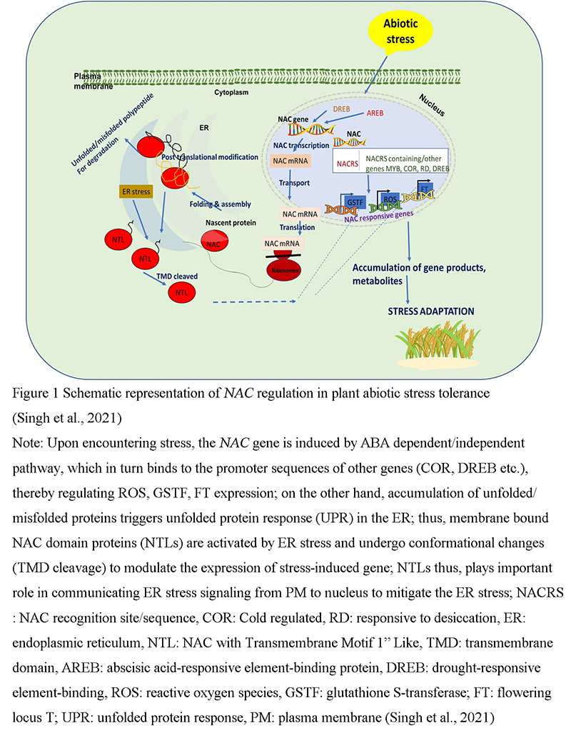 Research Progress of NAC Transcription Factor Family in Plant Stress ...