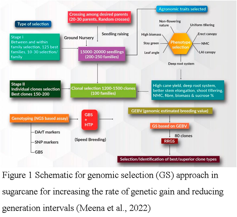 Implementing Genomic Selection in Sugarcane Breeding Programs ...