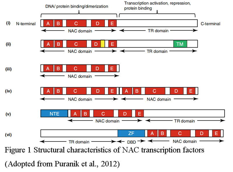 Research Progress of NAC Transcription Factor Family in Plant Stress ...