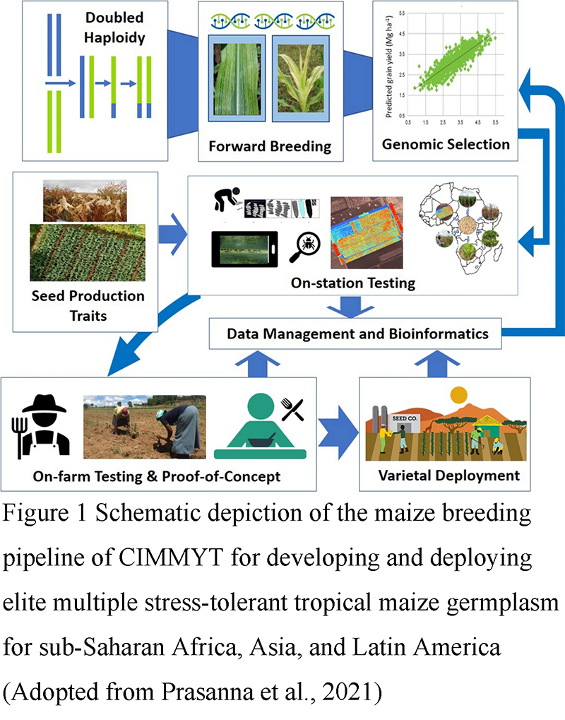 The Contribution of Exotic Varieties to Maize Genetic Improvement | Hou ...