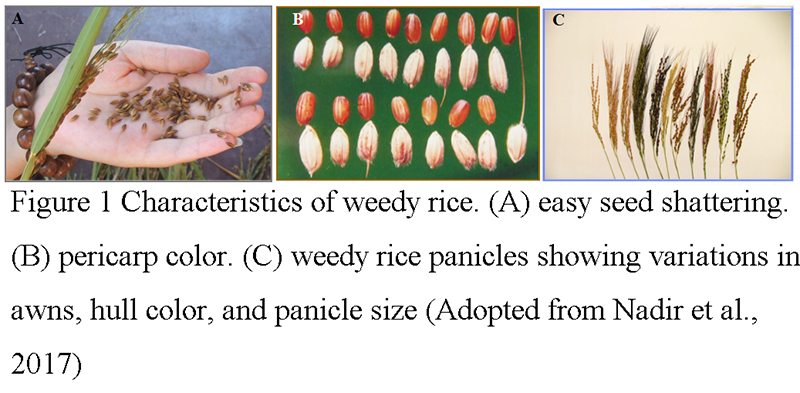 Breeding Potential and Challenges of Glufosinate-Tolerant Rice Variety ...