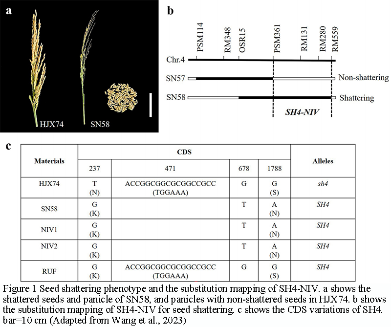 Linkage Drag and Domestication Syndrome: The Genetic Lessons from Rice ...