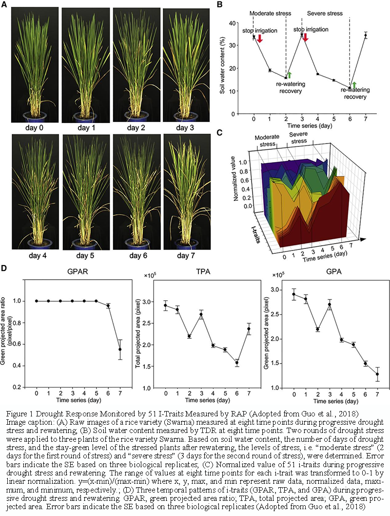 Dissecting Complex Traits in Rice: Insights from Recent GWAS Findings ...
