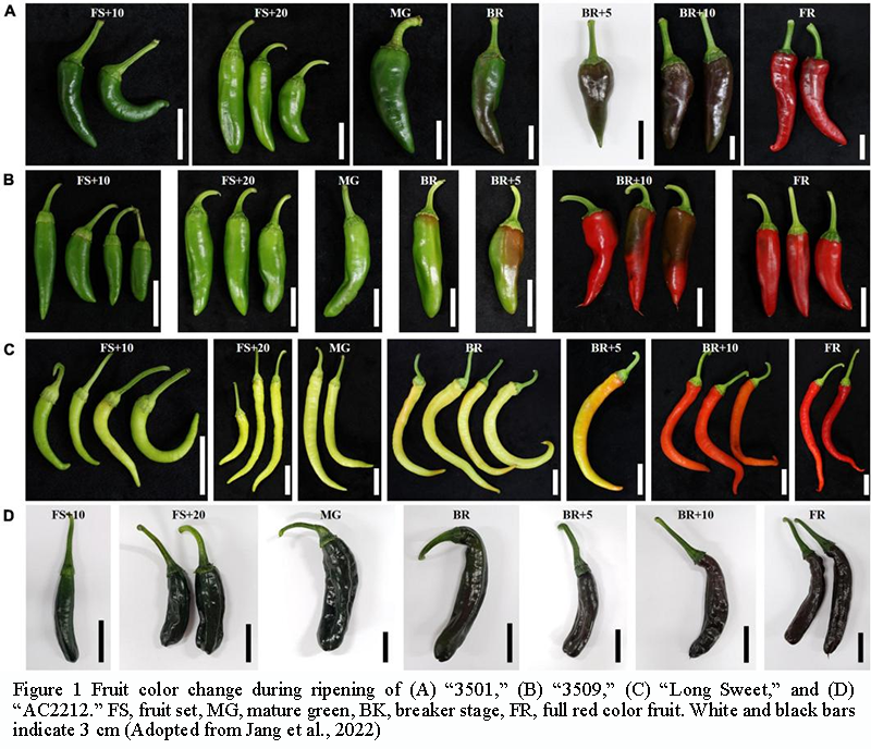 Functional Analysis and Molecular Improvement of Color-Related Genes in ...