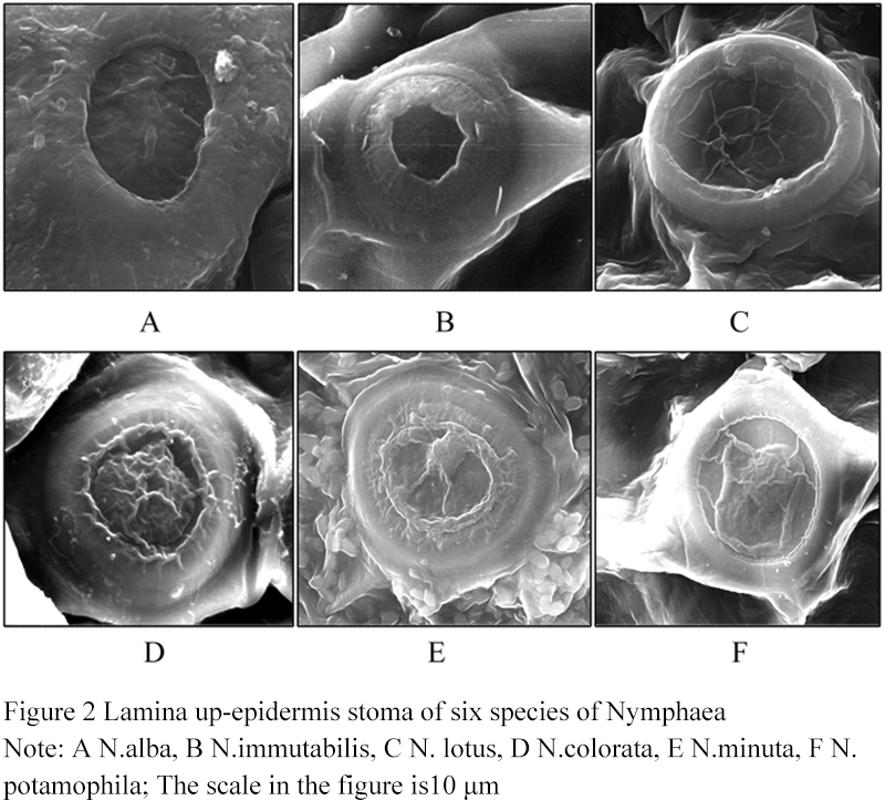 Leaf Anatomic Structure and Cold Tolerance Evaluation of 6 Nymphaea ...
