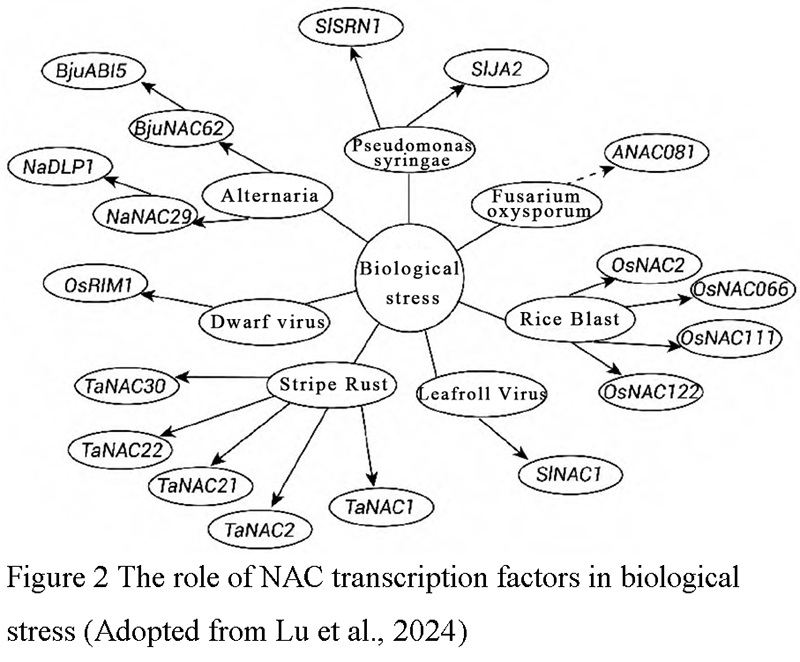 Research Progress of NAC Transcription Factor Family in Plant Stress ...