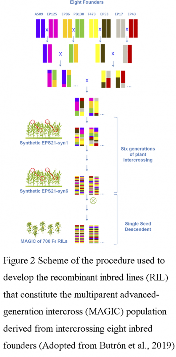 QTL Mapping of Resistance to Ear Rot in Maize Based on SNP Markers and ...
