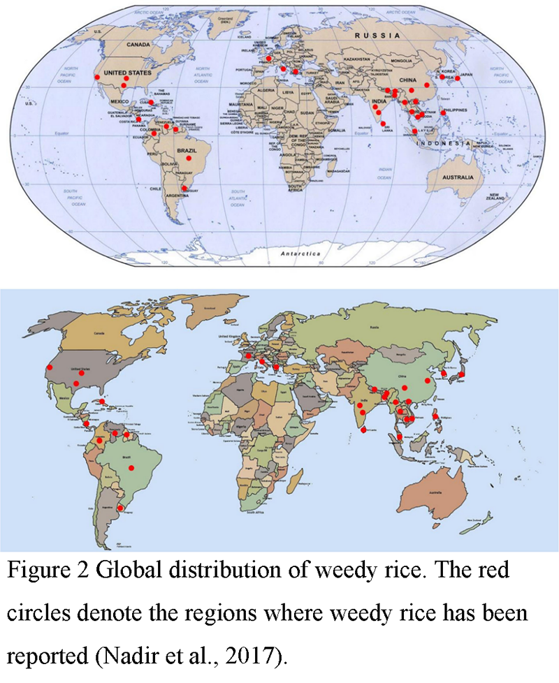 Breeding Potential and Challenges of Glufosinate-Tolerant Rice Variety ...