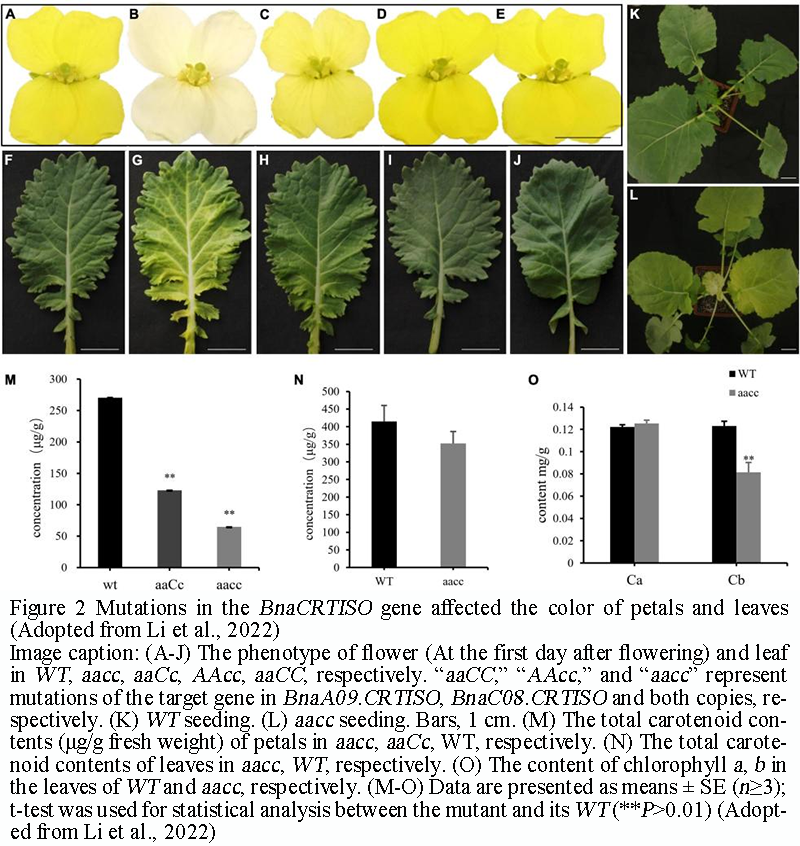 Molecular Basis of Flower Color Variation in Rapeseed: Breeding ...