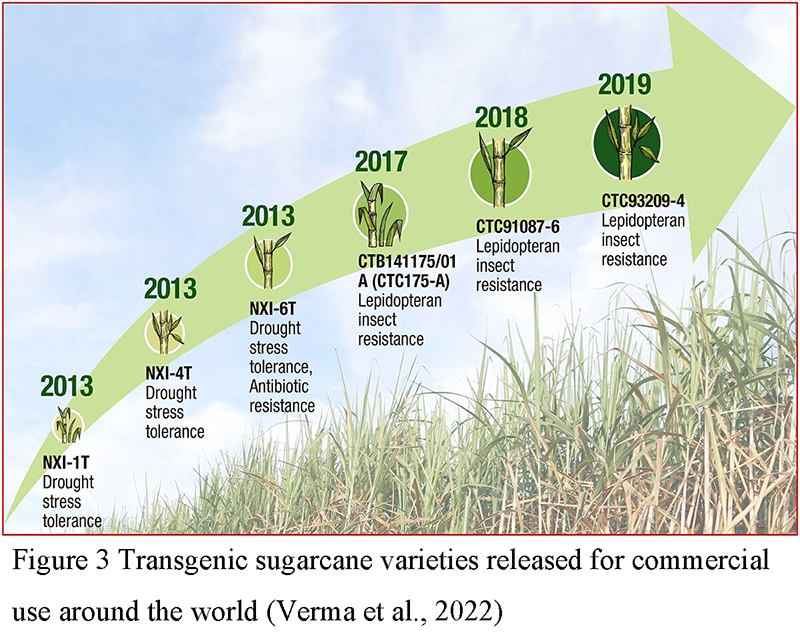 Implementing Genomic Selection in Sugarcane Breeding Programs ...