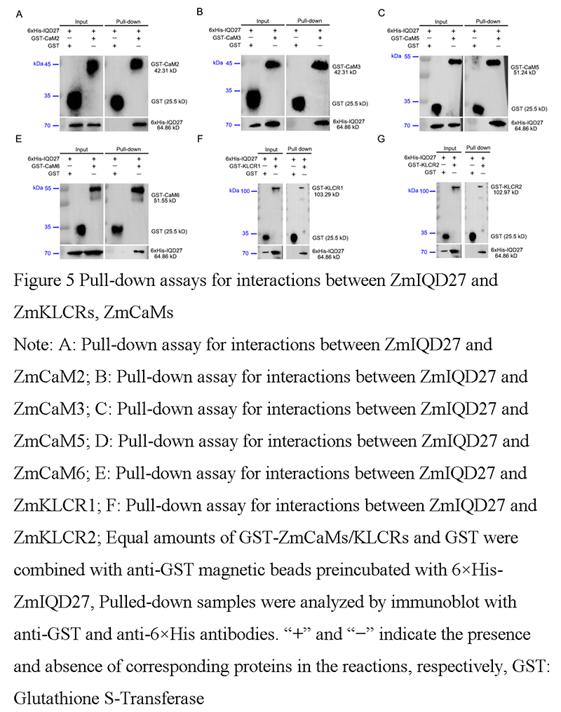 ZmIQD27 Interacts with ZmCaMs and ZmKLCRs in Maize | Gao | Molecular ...