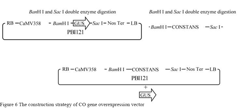 Construction of Overexpression Vector of CONSTANS Gene Plant in ...